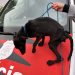 AVARÉ   Cães em situação de maus-tratos são resgatados pela Polícia Civil