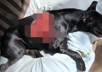 IRMÃOS SÃO PRESOS POR MAUS-TRATOS A ANIMAIS EM AVARÉ