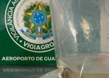Passageiro tenta entrar no país com peixes ornamentais escondidos em bagagem