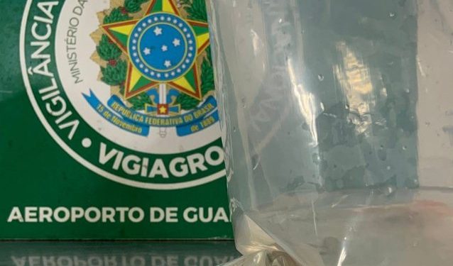 Passageiro tenta entrar no país com peixes ornamentais escondidos em bagagem