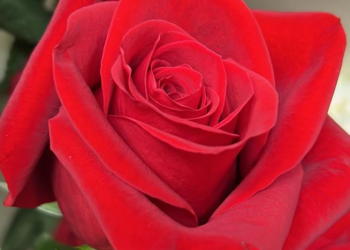 Carga com 60 toneladas de rosas chega da Colômbia em Viracopos