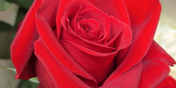 Carga com 60 toneladas de rosas chega da Colômbia em Viracopos