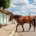 Botucatu estuda regras para controle de animais de grande porte em vias públicas