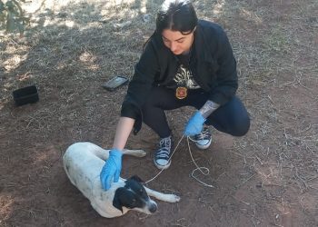 Força-tarefa retira cães de chácara em Avaré em desdobramento de operação