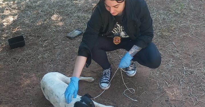 Força-tarefa retira cães de chácara em Avaré em desdobramento de operação