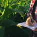 Produtores rurais da região de Ourinhos tem até dia 31 de agosto para se inscrever em programa gratuito do Sebrae-SP