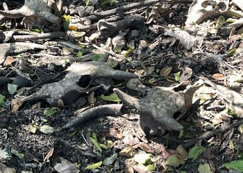 PARANAPANEMA  –  Polícia Civil localiza em fazenda ossadas de gado e lataria de caminhonete furtada