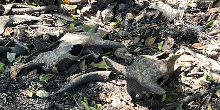 PARANAPANEMA  –  Polícia Civil localiza em fazenda ossadas de gado e lataria de caminhonete furtada