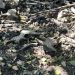 PARANAPANEMA  –  Polícia Civil localiza em fazenda ossadas de gado e lataria de caminhonete furtada