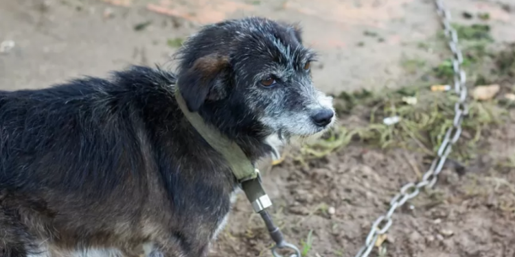 GOVERNADOR DE SP SANCIONA LEI QUE PROÍBE MANTER CÃES E GATOS EM CORRENTES