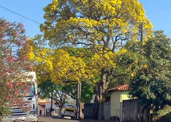Ipês colorem Itaí e encantam no final do inverno