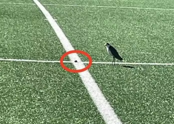 Ave instala ninho em pleno campo de futebol na Austrália e suspende jogos