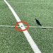 Ave instala ninho em pleno campo de futebol na Austrália e suspende jogos