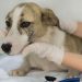 Secretaria do Bem-Estar Animal alerta sobre surto de cinomose em Avaré