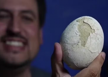 Ovo de dinossauro de 70 milhões de anos é encontrado em perfeito estado na Argentina