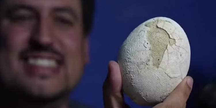 Ovo de dinossauro de 70 milhões de anos é encontrado em perfeito estado na Argentina