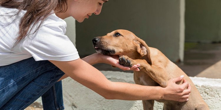 Secretaria de Bem-Estar Animal anuncia cadastramento de entidades e voluntários