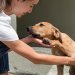 Secretaria de Bem-Estar Animal anuncia cadastramento de entidades e voluntários