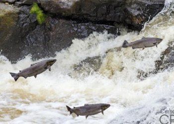 Período da piracema começa e proíbe pesca de espécies nativas até fevereiro