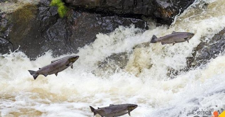 Período da piracema começa e proíbe pesca de espécies nativas até fevereiro