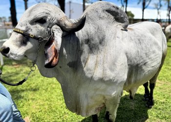 “Respeito” conquista título na categoria Touro Adulto da 8ª Exposição Estadual do GIR Leiteiro de Avaré