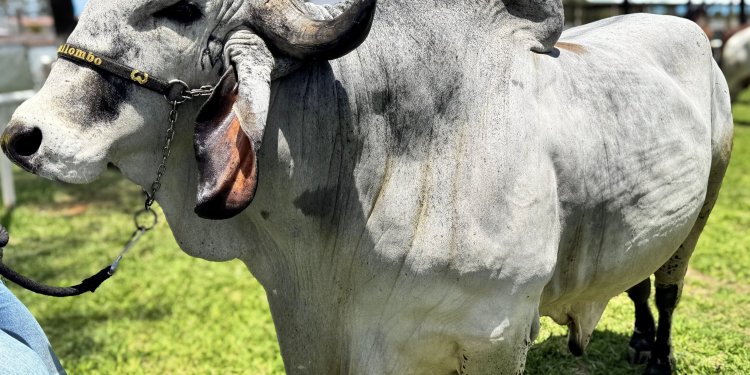 “Respeito” conquista título na categoria Touro Adulto da 8ª Exposição Estadual do GIR Leiteiro de Avaré