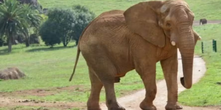 Patricídio animal: elefante do Zoo de Cabárceno, na Espanha, morre após lutar com seu filho