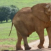 Patricídio animal: elefante do Zoo de Cabárceno, na Espanha, morre após lutar com seu filho