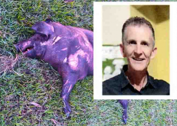 CICLISTA MORRE APÓS SER ATINGIDO POR CARRO QUE TENTOU DESVIAR DE ANIMAL MORTO NA SP-255 EM AVARÉ
