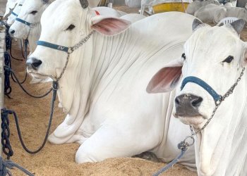Avaré recebe EXPONEL 2026 – Etapa Ouro e reforça protagonismo no agronegócio*