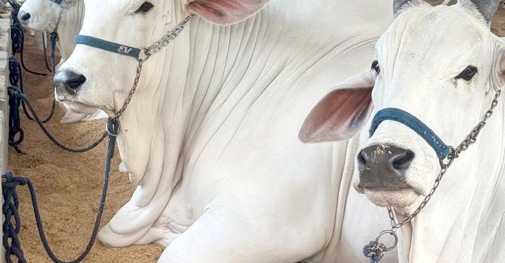 Avaré recebe EXPONEL 2026 – Etapa Ouro e reforça protagonismo no agronegócio*