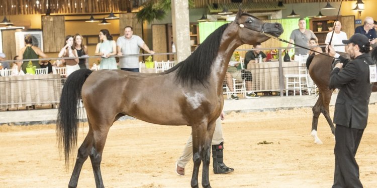 EVENTO  – *Avaré abre temporada nacional do Cavalo Árabe com exposição durante a Exponel*