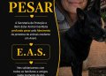 Prefeitura atua para proteger animais após crime que comoveu Avaré