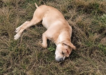 MORTE DE CACHORRA COM TIRO GERA COMOÇÃO EM AVARÉ; AUTOR É PRESO EM FLAGRANTE
