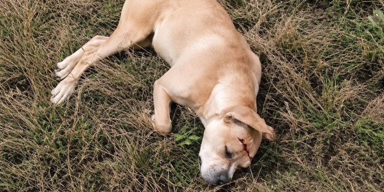 MORTE DE CACHORRA COM TIRO GERA COMOÇÃO EM AVARÉ; AUTOR É PRESO EM FLAGRANTE