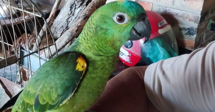 POLÍCIA MILITAR AMBIENTAL FLAGRA PAPAGAIO-DO-MANGUE MANTIDO ILEGALMENTE EM CATIVEIRO EM TORRE DE PEDRA/SP