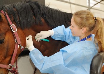 *OPORTUNIDADE* *Curso gratuito ensina aplicação de medicamentos e vacinas em cavalos em Avaré*