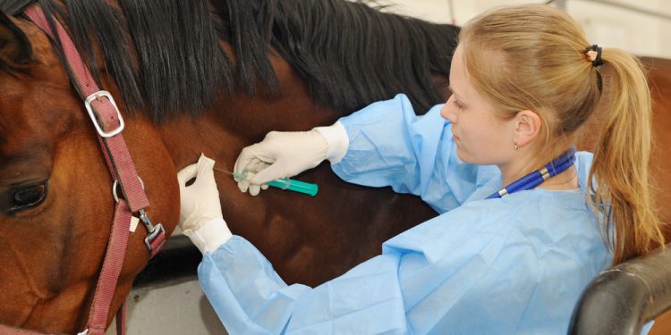 *OPORTUNIDADE* *Curso gratuito ensina aplicação de medicamentos e vacinas em cavalos em Avaré*