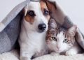 *SOLIDARIEDADE* *Avaré lança “Campanha do Agasalho Pet” para proteger animais no inverno*