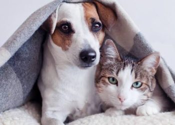 *SOLIDARIEDADE* *Avaré lança “Campanha do Agasalho Pet” para proteger animais no inverno*