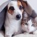 *SOLIDARIEDADE* *Avaré lança “Campanha do Agasalho Pet” para proteger animais no inverno*