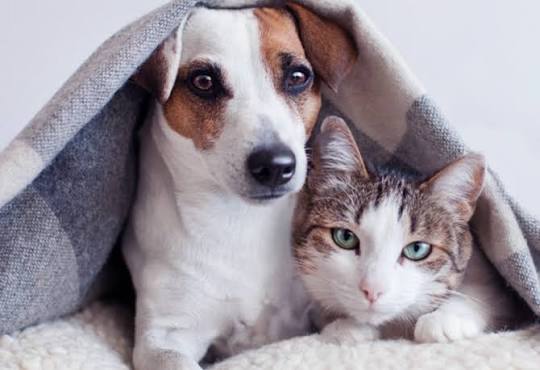 *SOLIDARIEDADE* *Avaré lança “Campanha do Agasalho Pet” para proteger animais no inverno*