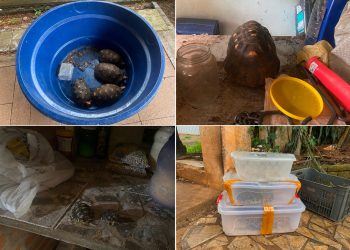 POLÍCIA MILITAR AMBIENTAL APREENDE ANIMAIS SILVESTRES E EXÓTICOS MANTIDOS IRREGULARMENTE EM CATIVEIRO EM TATUÍ/SP