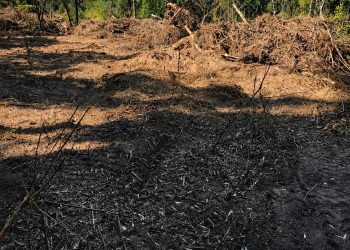 POLÍCIA MILITAR AMBIENTAL CONSTATA DESMATAMENTO ILEGAL EM ÁREA DE PROTEÇÃO AMBIENTAL EM BOFETE/SP