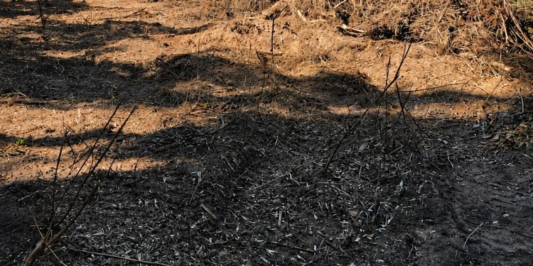 POLÍCIA MILITAR AMBIENTAL CONSTATA DESMATAMENTO ILEGAL EM ÁREA DE PROTEÇÃO AMBIENTAL EM BOFETE/SP
