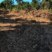 POLÍCIA MILITAR AMBIENTAL CONSTATA DESMATAMENTO ILEGAL EM ÁREA DE PROTEÇÃO AMBIENTAL EM BOFETE/SP