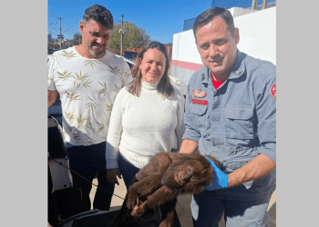 UNIÃO DE ESFORÇOS PARA SALVAR MACACO FERIDO EMOCIONA E RECEBE RECONHECIMENTO DE BOMBEIRO DE AVARÉ