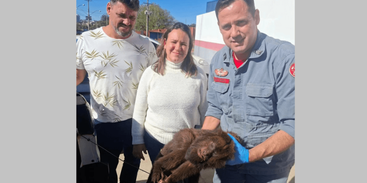 UNIÃO DE ESFORÇOS PARA SALVAR MACACO FERIDO EMOCIONA E RECEBE RECONHECIMENTO DE BOMBEIRO DE AVARÉ