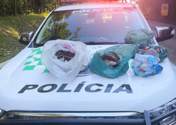 POLÍCIA MILITAR AMBIENTAL APREENDE AVES SILVESTRES ABATIDAS E PESCADO IRREGULAR EM SÃO MIGUEL ARCANJO/SP