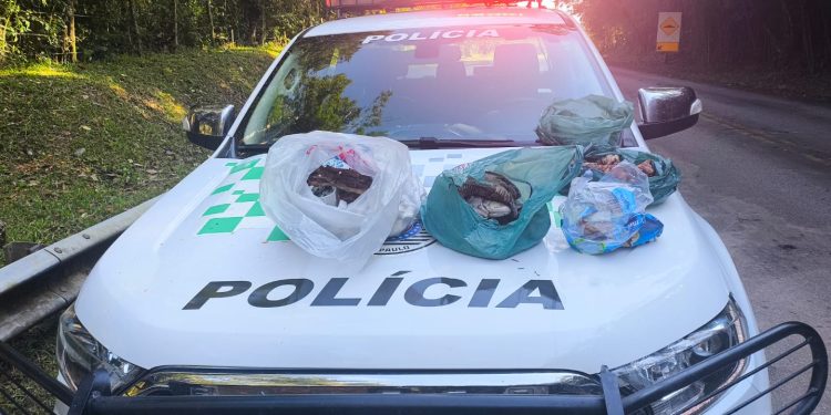 POLÍCIA MILITAR AMBIENTAL APREENDE AVES SILVESTRES ABATIDAS E PESCADO IRREGULAR EM SÃO MIGUEL ARCANJO/SP